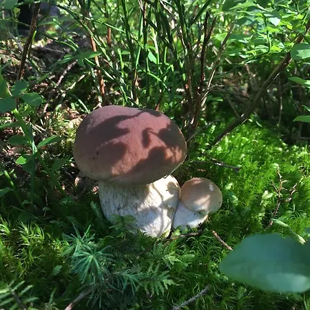 Apartment Privat Pod Lesom *