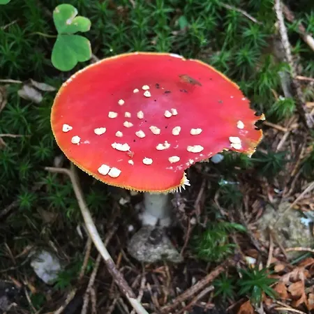 里森私家宾馆 Pavčina Lehota