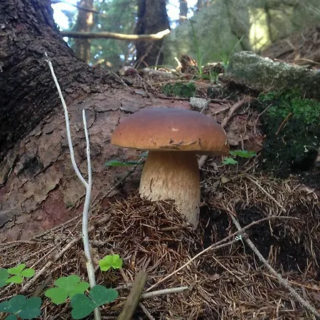 公寓 里森私家宾馆 Pavčina Lehota