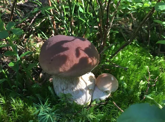 公寓 里森私家宾馆 *