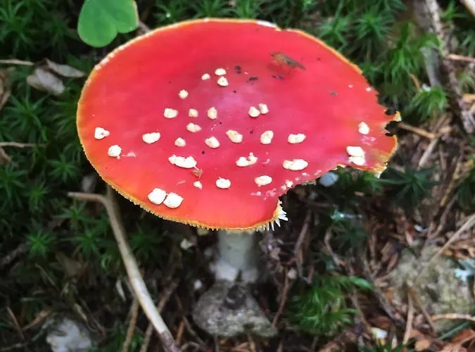 里森私家宾馆 Pavčina Lehota