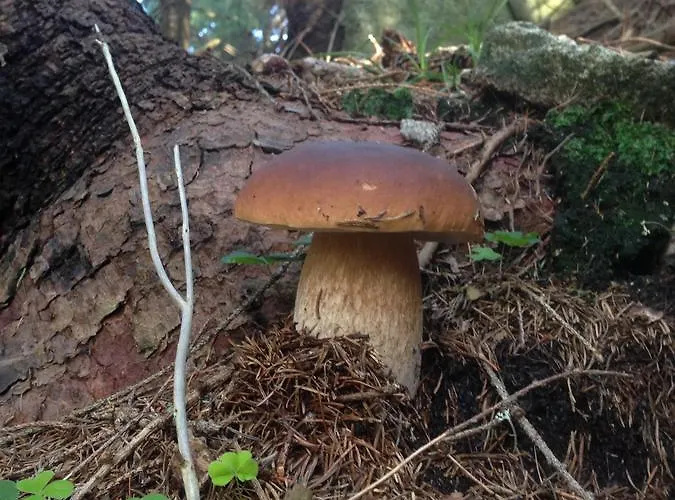 公寓 里森私家宾馆 Pavčina Lehota