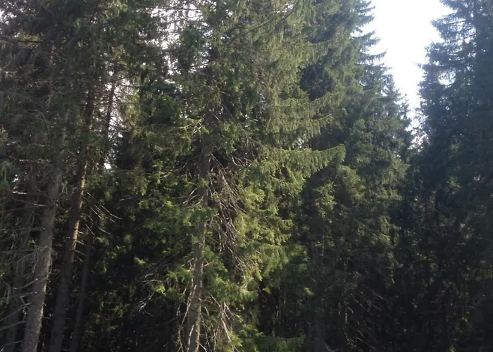 里森私家宾馆 *